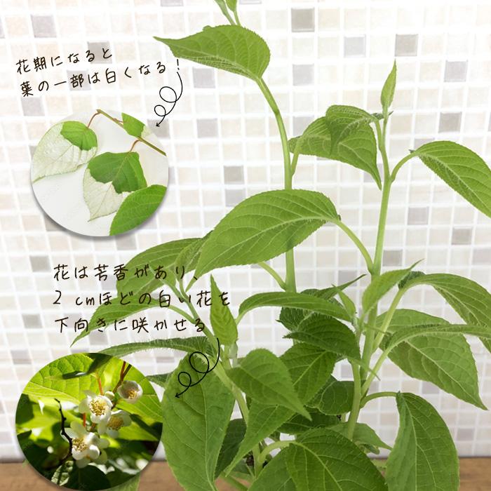 日本花キ流通 マタタビ 苗 10.5cmポット またたび 木天蓼苗木 果樹苗