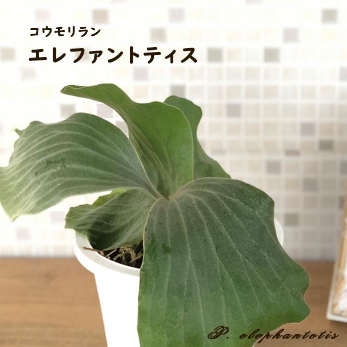 日本花キ流通 観葉植物 コウモリラン ビカクシダ エレファントティス 4 