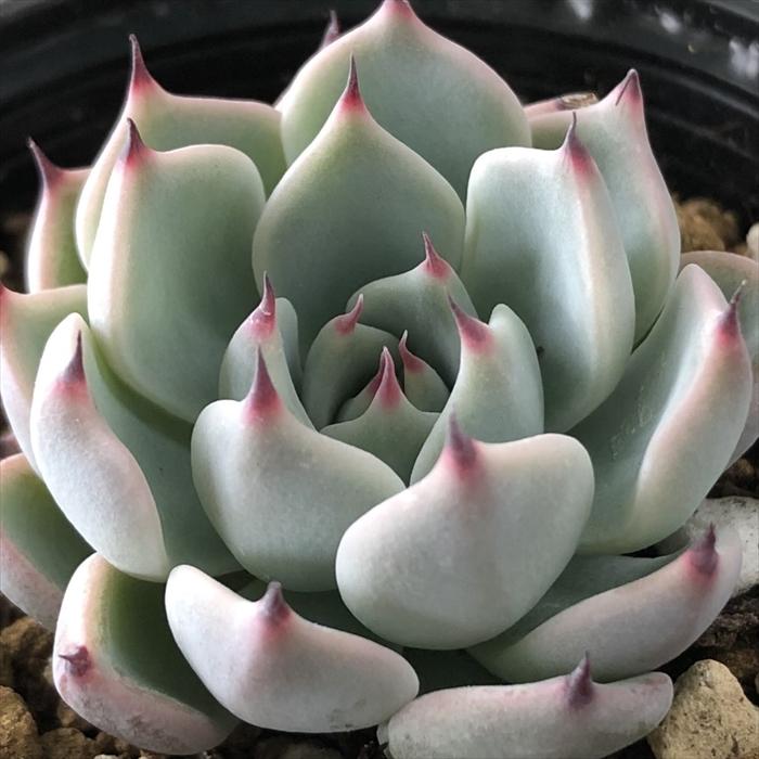 日本花キ流通 多肉植物 hmエケベリア ザラチワ 多肉植物 エケベリア