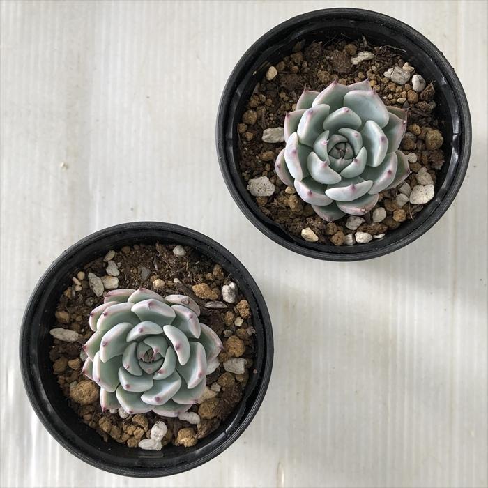 日本花キ流通 多肉植物 hmエケベリア ザラチワ 多肉植物 エケベリア