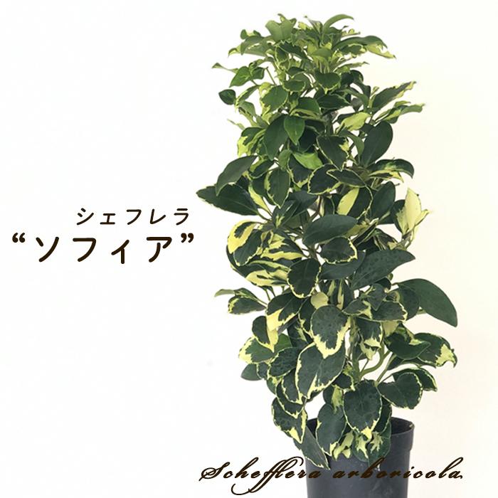 日本花キ流通 観葉植物 シェフレラ ソフィア 4号鉢 シェフレラ
