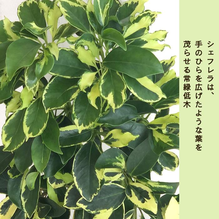 日本花キ流通 観葉植物 シェフレラ ソフィア 4号鉢 シェフレラ
