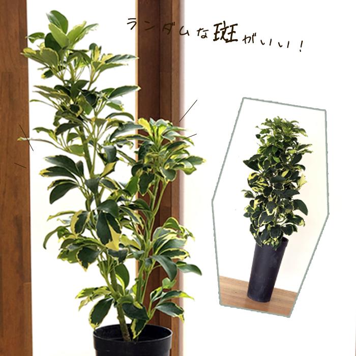 【美株】シェフレラ・ソフィア 斑入り 古木仕立て 観葉植物② 現品限り】シェフレラ ソフィア 斑入り/ Schefflera arboricola sofia