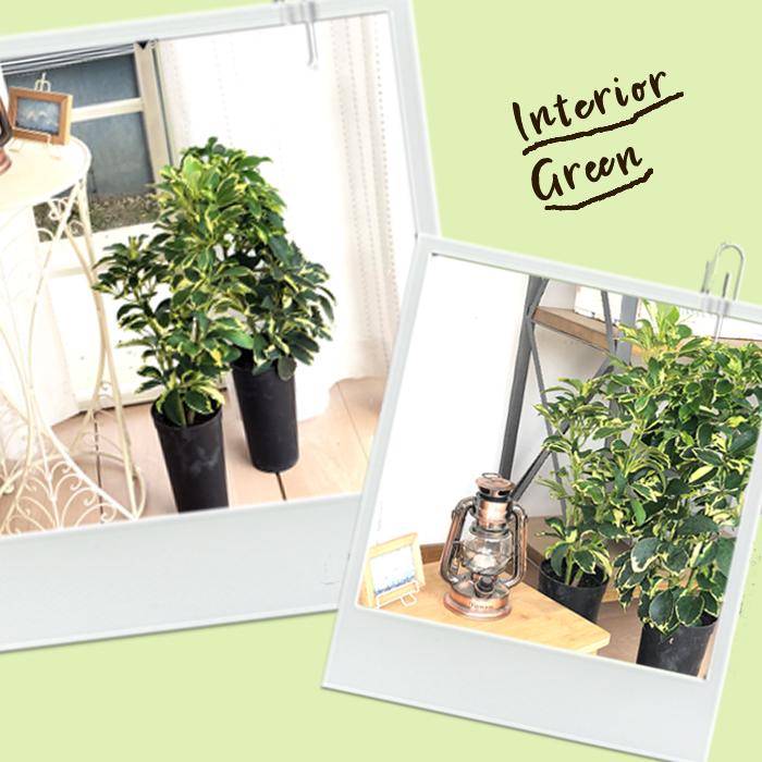 日本花キ流通 観葉植物 シェフレラ ソフィア 4号鉢 シェフレラ