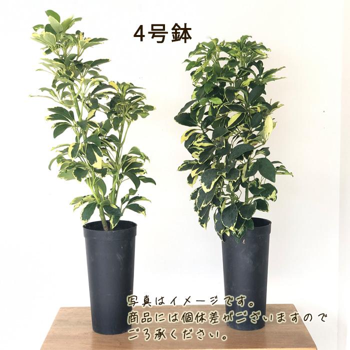 日本花キ流通 観葉植物 シェフレラ ソフィア 4号鉢 シェフレラ