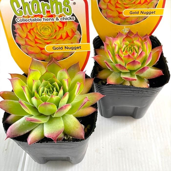 日本花キ流通 多肉植物 shセンペルビウム ゴールドナゲット 登録 日本花キ流通 多肉植物 shセンペルビウム ゴールドナゲット 登録