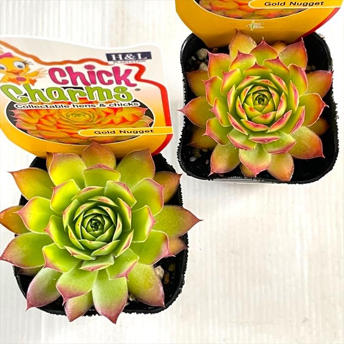 センペルビウム 輸入 レア‼️ Yellow Citrin センペルビウムの種類図鑑