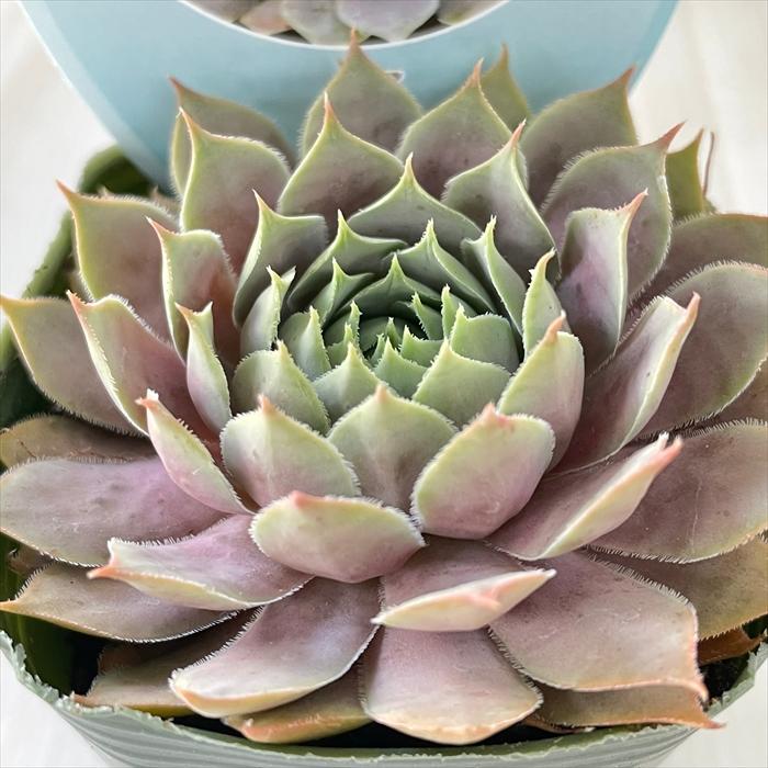 1ポット400円 センペルビウム 7.5cmポット 3 日本花キ流通 多肉植物 shセンペルビウム ベリーブルース 7.5cmポット