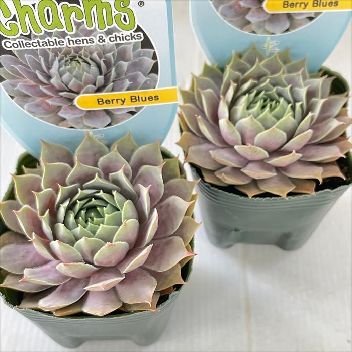 日本花キ流通 多肉植物 shセンペルビウム ベリーブルース 7.5cmポット