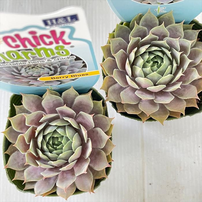 日本花キ流通 多肉植物 shセンペルビウム ベリーブルース 7.5cmポット