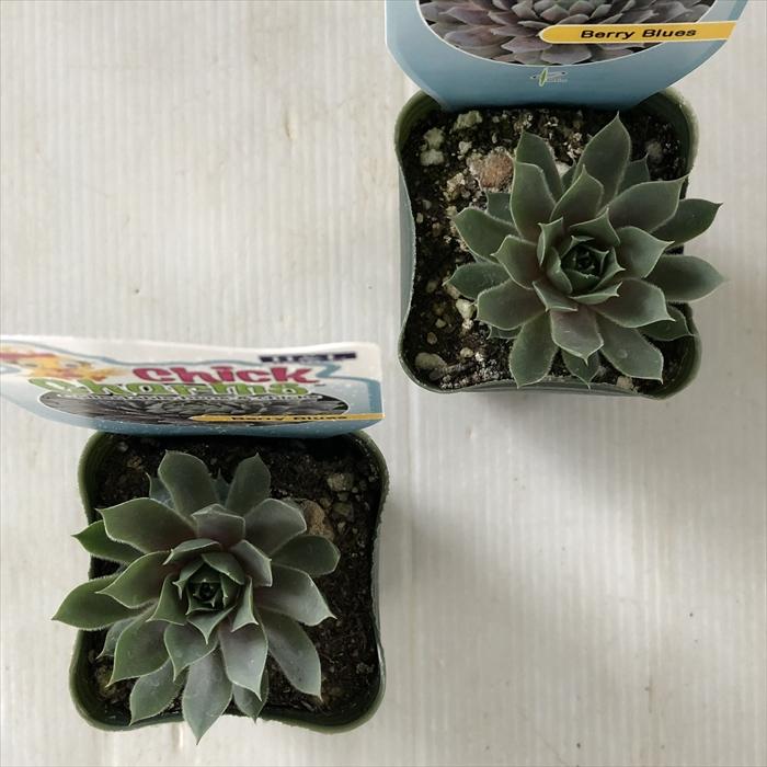 多肉植物　センペルビウム　Berry Bomb No.179① センペルビウム：ベリーボム 3号ポット の通販 | 園芸ネット