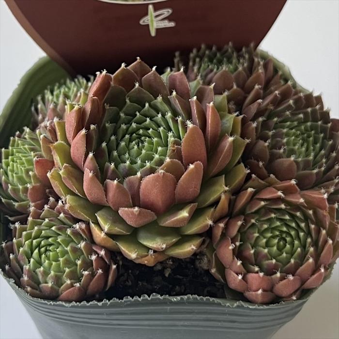 日本花キ流通 多肉植物 shセンペルビウム シナモンスターバースト 7.5