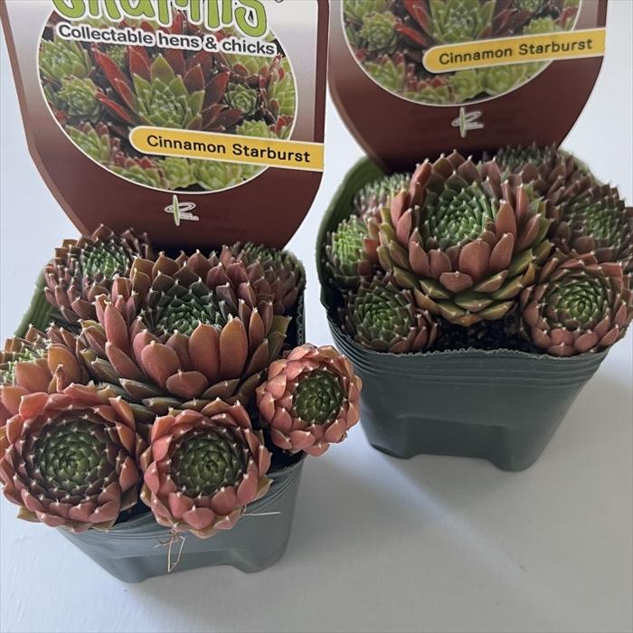 日本花キ流通 多肉植物 shセンペルビウム シナモンスターバースト 7.5