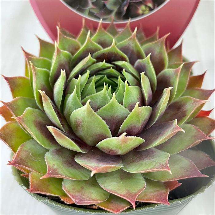 センペルビウム　クランベリーカクテル 日本花キ流通 多肉植物 shセンペルビウム クランベリーカクテル 7.5cm