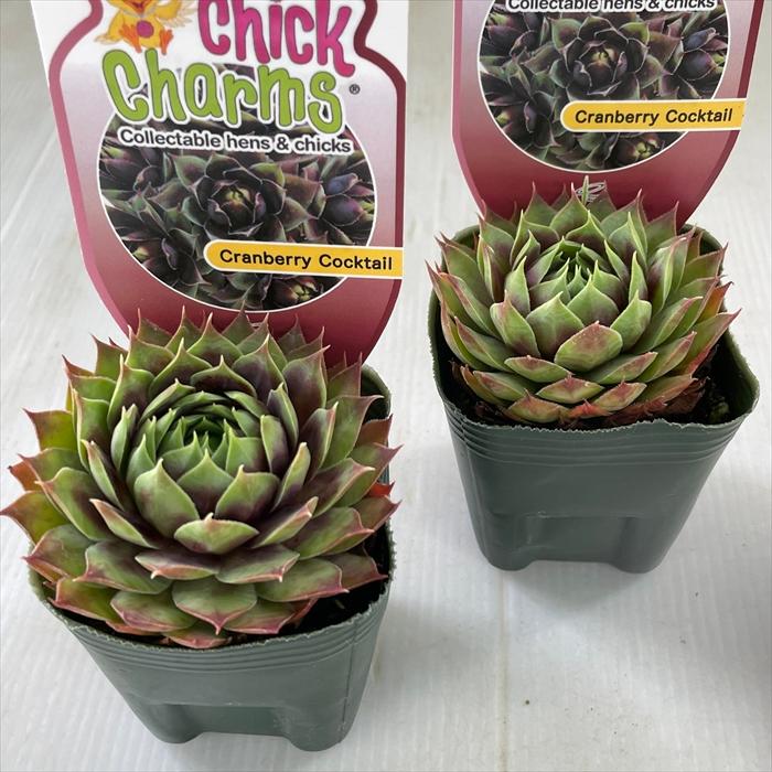 日本花キ流通 多肉植物 shセンペルビウム クランベリーカクテル 7.5cm