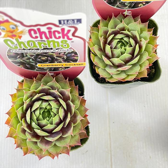 日本花キ流通 多肉植物 shセンペルビウム クランベリーカクテル 7.5cm