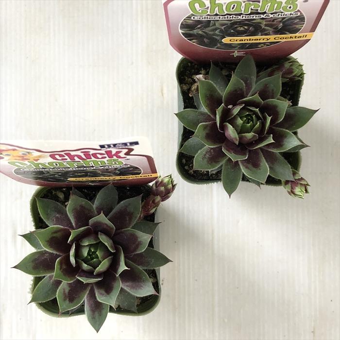 日本花キ流通 多肉植物 shセンペルビウム クランベリーカクテル 7.5cm