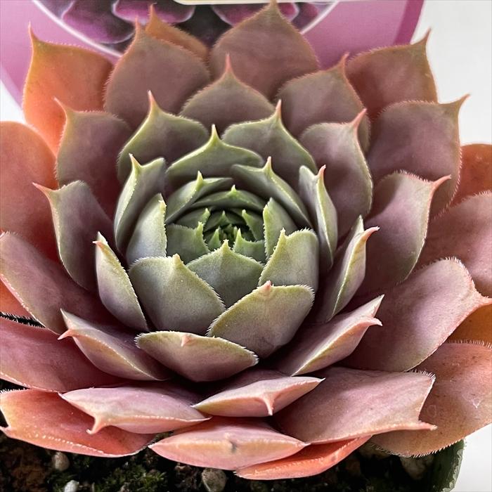 日本花キ流通 多肉植物 shセンペルビウム プラムパフェ 7.5cm 日本花キ流通 多肉植物 shセンペルビウム プラムパフェ 7.5cm