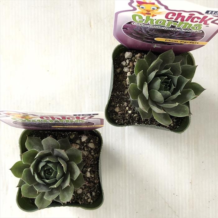 日本花キ流通 多肉植物 shセンペルビウム プラムパフェ 7.5cmポット