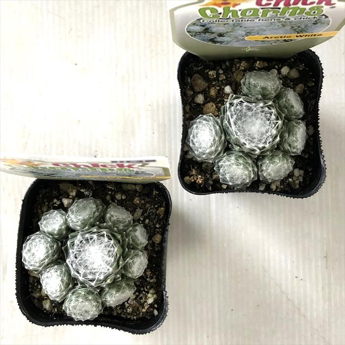 日本花キ流通 多肉植物 shセンペルビウム アークティックホワイト 7.5