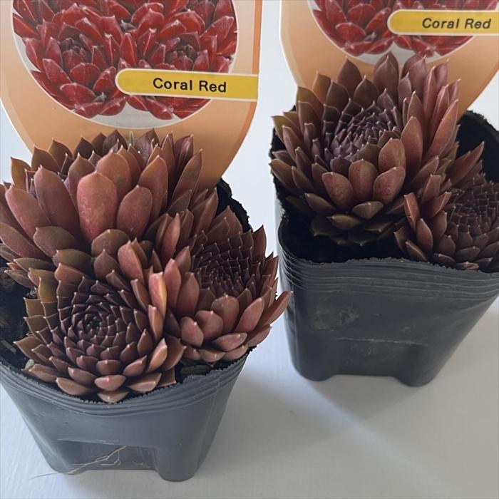 日本花キ流通 多肉植物 shセンペルビウム コーラルレッド 7.5cmポット