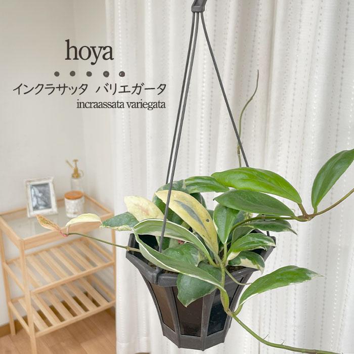 HOYAインスラリス　① 3.5号吊り 日本花キ流通 観葉植物 ホヤ インクラサッタ albo 5号 吊り鉢 吊り下げ