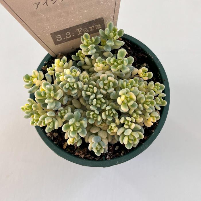 多肉植物 seセダム アイシクルミント S.S.Farmさんの苗 セダム 多肉植物 seセダム アイシクルミント S.S.Farmさんの苗 セダム