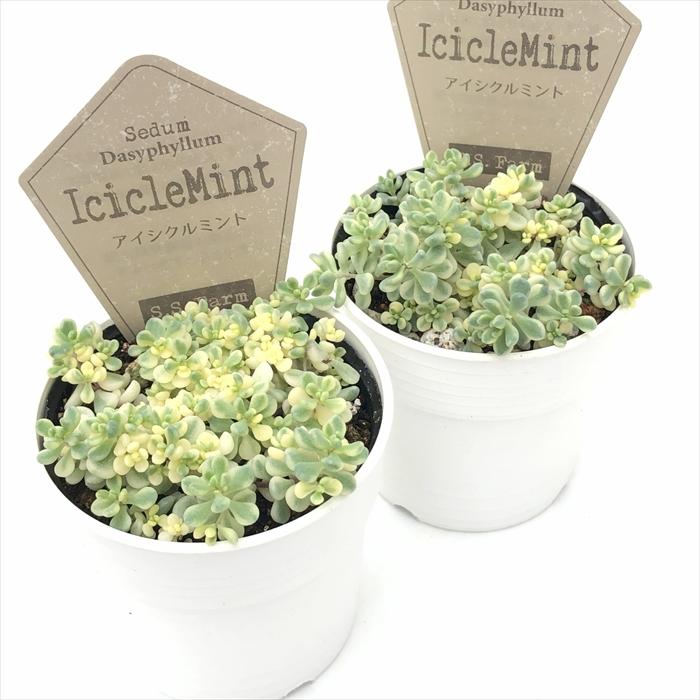 多肉植物 seセダム アイシクルミント S.S.Farmさんの苗 セダム