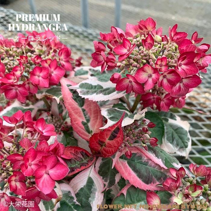 アジサイ カラフルランジア オーロラレッド 4号鉢 斑入り 大栄花園