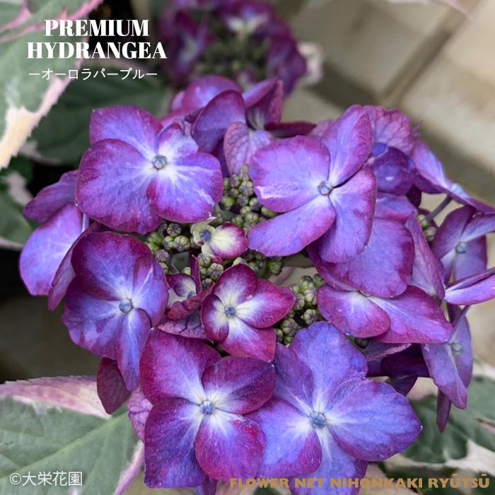 アジサイ カラフルランジア オーロラパープル 4号鉢 斑入り 大栄花園