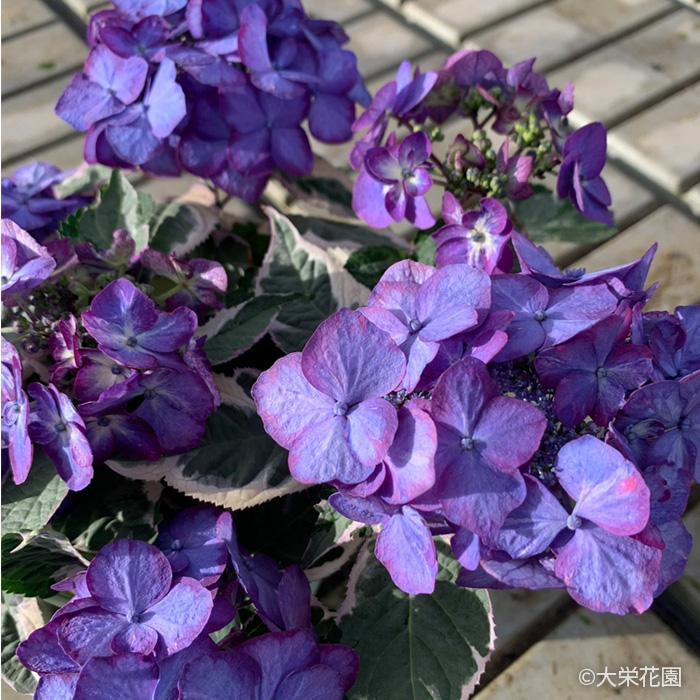 紫陽花デザートパープルライト 紫陽花デザートパープルライト