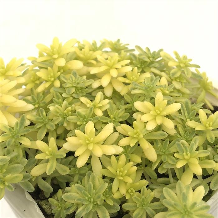 日本花キ流通 多肉植物 sbセダム 斑入りミモザ 多肉植物 セダム 7.5cm