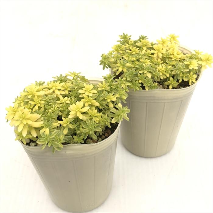 日本花キ流通 多肉植物 sbセダム 斑入りミモザ 多肉植物 セダム 7.5cm