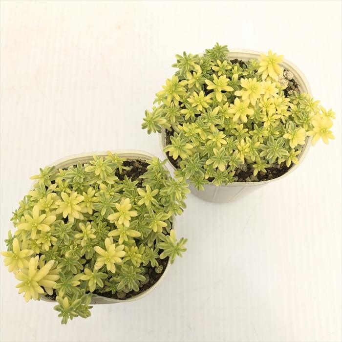 日本花キ流通 多肉植物 sbセダム 斑入りミモザ 多肉植物 セダム 7.5cm