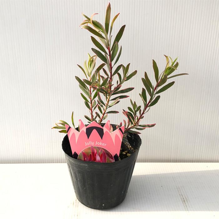 日本花キ流通 予約販売 リューカデンドロン ジョリージョーカー 13.5cm