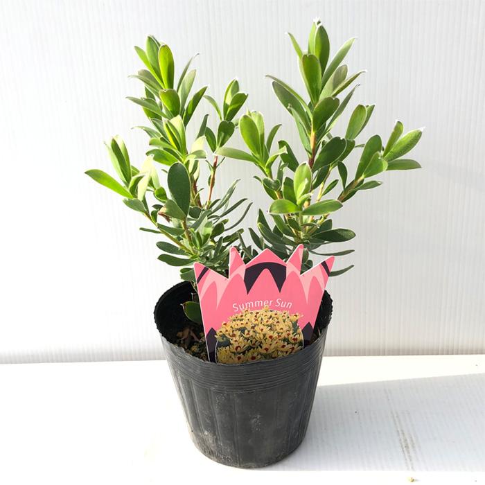 日本花キ流通 予約販売 リューカデンドロン サマーサン 13.5cmポット