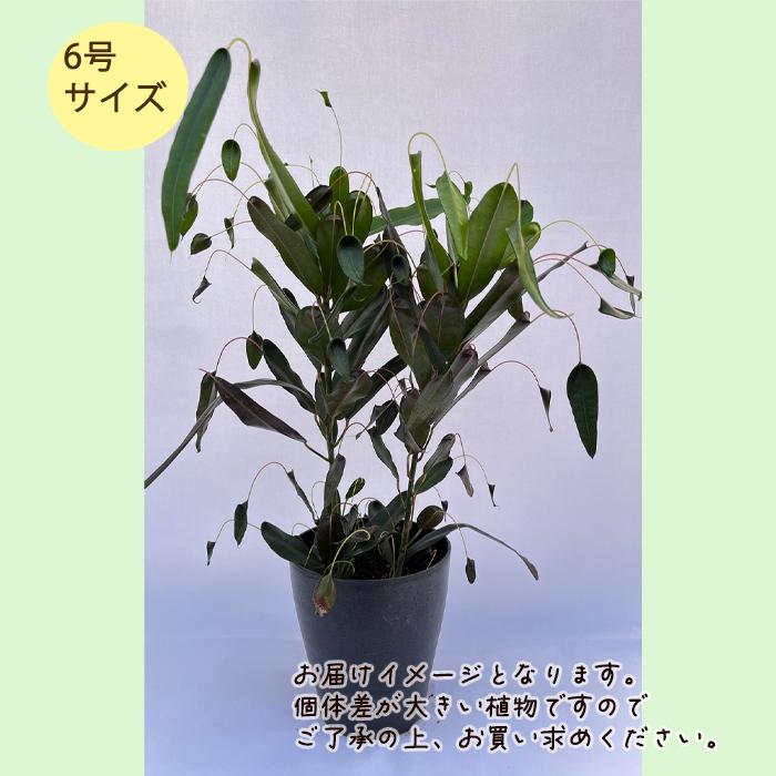 クロトン　色々あります。 クロトン エクセレント 4号(1鉢) | チャーム