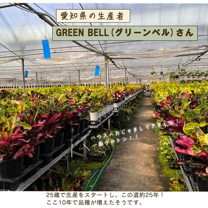 日本花キ流通 観葉植物 クロトン トビバ 6号鉢 送料無料 観葉植物 室内