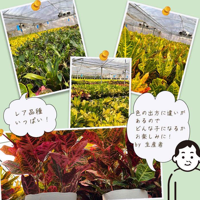 日本花キ流通 観葉植物 クロトン トビバ 6号鉢 送料無料 観葉植物 室内