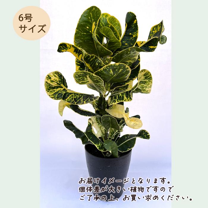 日本花キ流通 観葉植物 クロトン ラディアント 6号鉢 送料無料 観葉