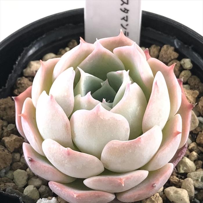 ★売約済みエケベリア「フィオナ×シムランスブスタマンテ」☆ ☆売約済みエケベリア「フィオナ×シムランスブスタマンテ」☆ シムランス