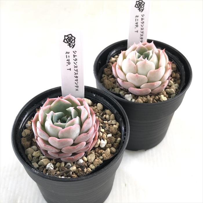 多肉植物 TYエケベリア シムランスブスタマンテ×ミニマP.T TYさん苗