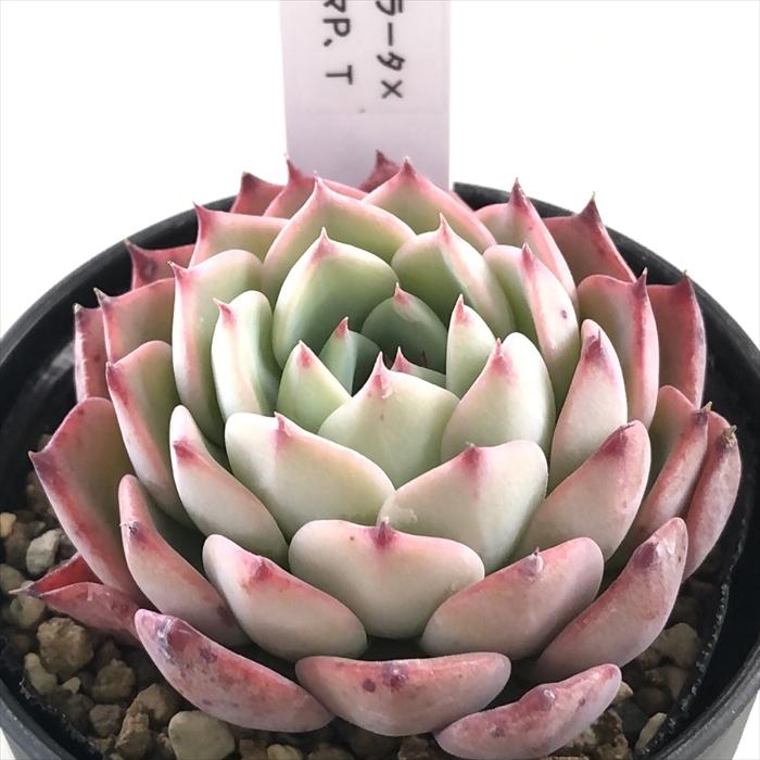 多肉植物 TYエケベリア コロラータ×ミニマP.T TYさん苗 送料無料