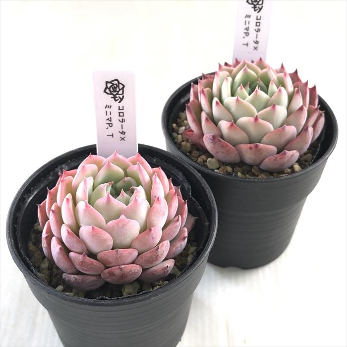 1ポット555円 エケベリア コロラータ 6cmポット 多肉植物 TYエケベリア コロラータ×ミニマP.T TYさん苗 送料無料
