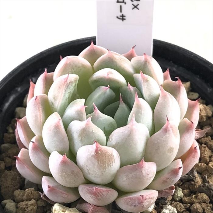 多肉植物 TJの多肉奮闘記 | 残しておきたい花芽の成長記録・・・黒爪ザラゴーサ。 Bells苗アルバ美尼×黒爪ザラゴーサ♡抜き苗 エケベリア・セダム