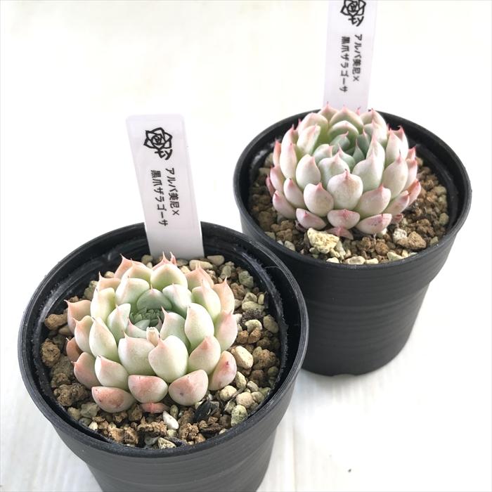 多肉植物 Bells苗アルバ美尼×黒爪ザラゴーサ♡抜き苗 多肉植物 TYエケベリア アルバ美尼×黒爪ザラゴーサ TYさん苗 送料無料