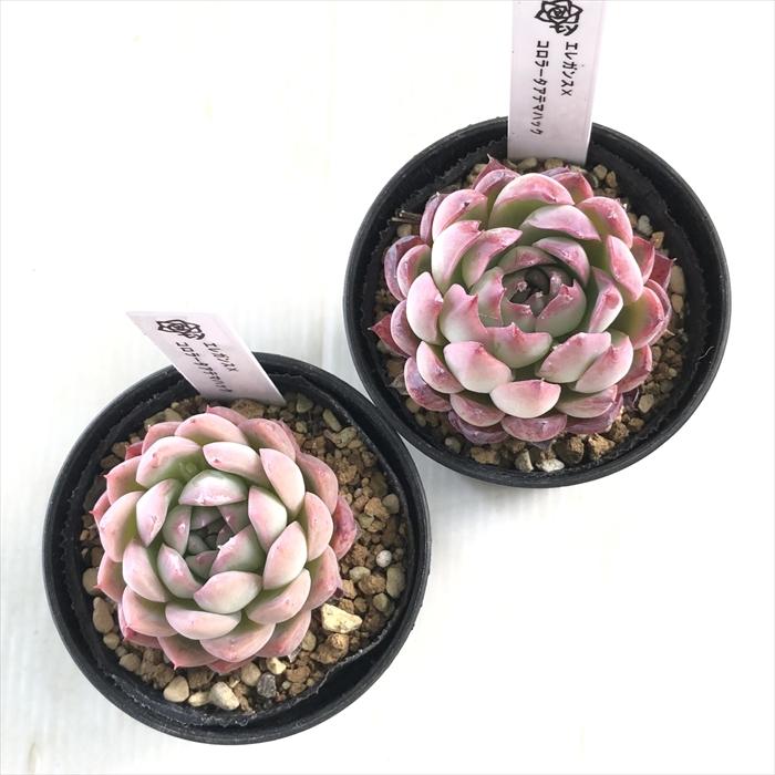 ホーリンゼ×コロラータアテマハック他3点セットバラ売り組み替え不可TYさん苗 多肉植物 TYエケベリア エレガンス×コロラータアテマハック TYさん苗