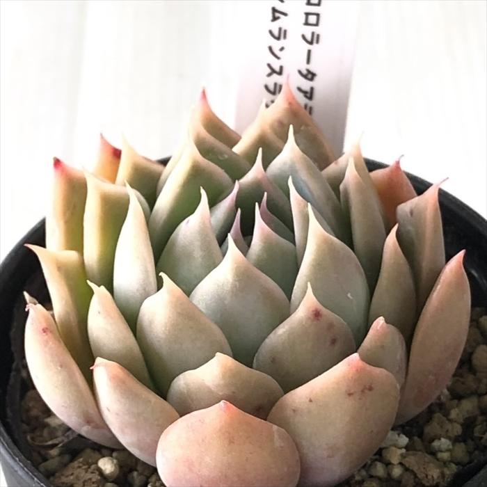 多肉植物 TYエケベリア コロラータアテマハック×シムランス 多肉植物 TYエケベリア コロラータアテマハック×シムランス