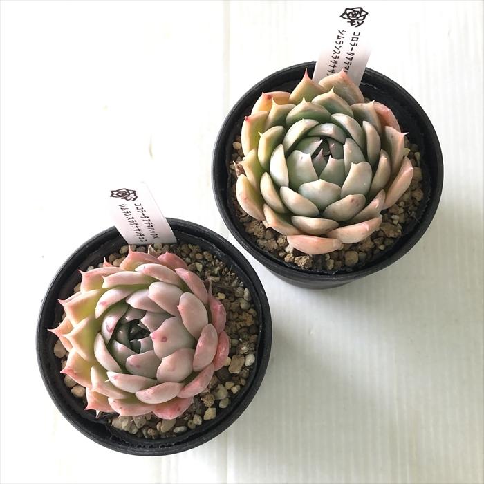 多肉植物 TYエケベリア コロラータアテマハック×シムランス 多肉植物 TYエケベリア コロラータアテマハック×シムランス