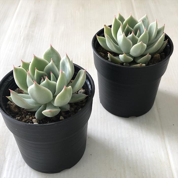 現品　新作　多肉植物　エケベリア　小苗　6株　5cm鉢 新作 超可愛い 多肉植物 エケベリア 小苗 6株セット 5cm鉢｜Yahoo